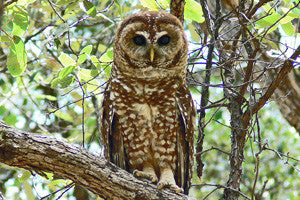 Owl Test